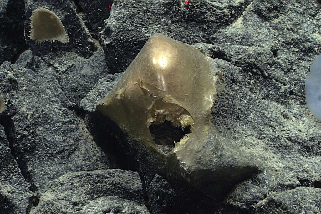 Golden blob on rocks