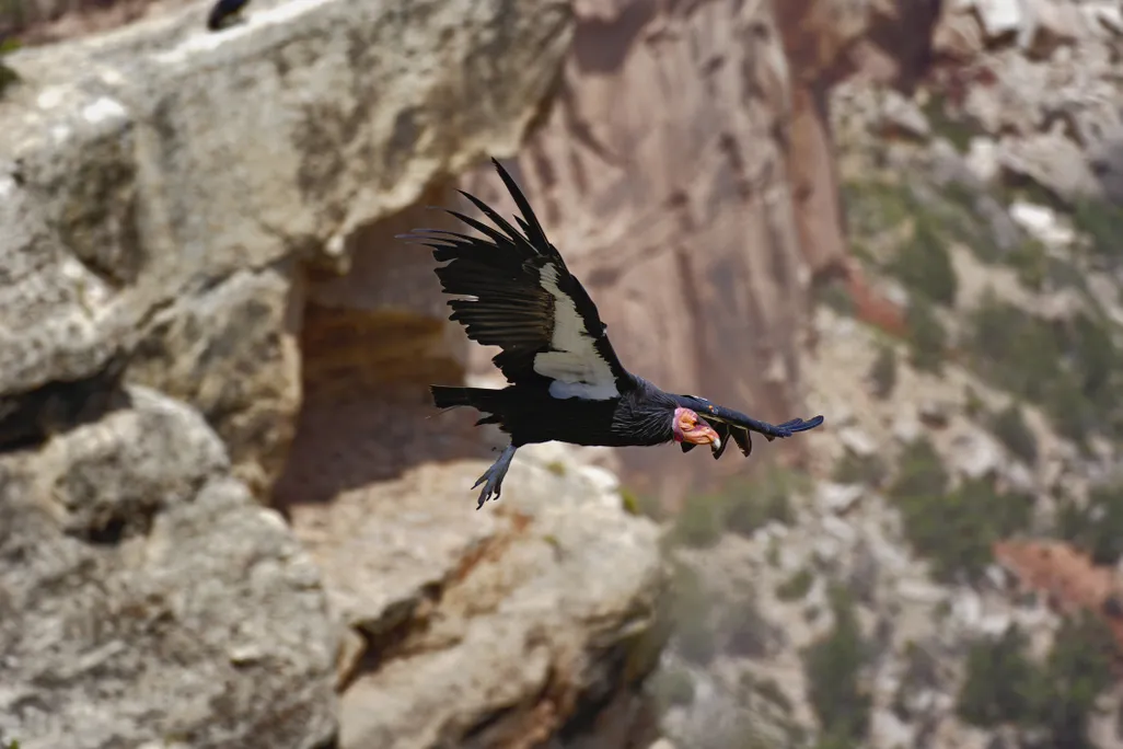 California condor in flight