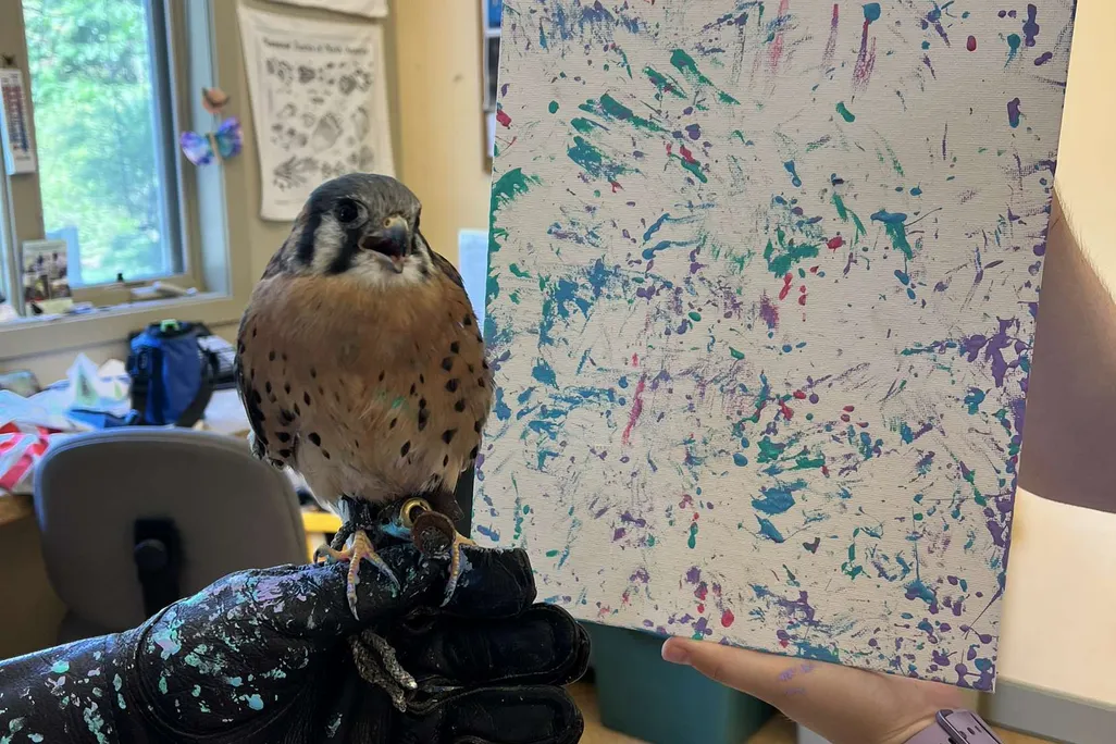 a kestrel (bird of prey) held in gloved hands in front of a painting full of blue, purple and red dots and small streaks