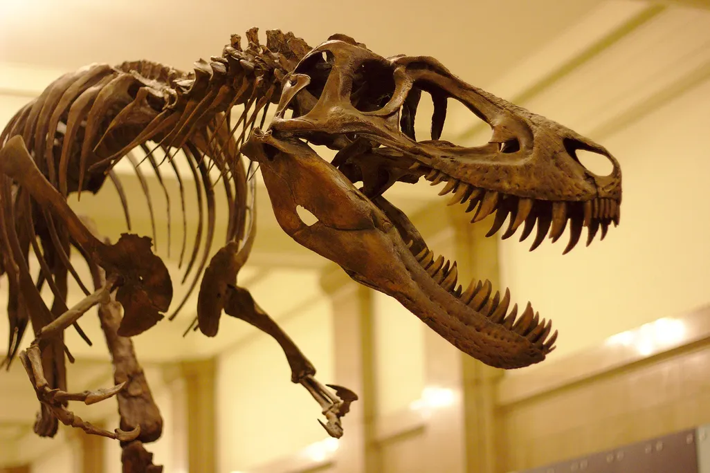 Skeleton of T. rex, focused on its head