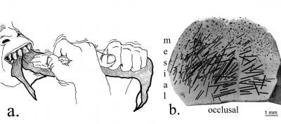 teeth illustration