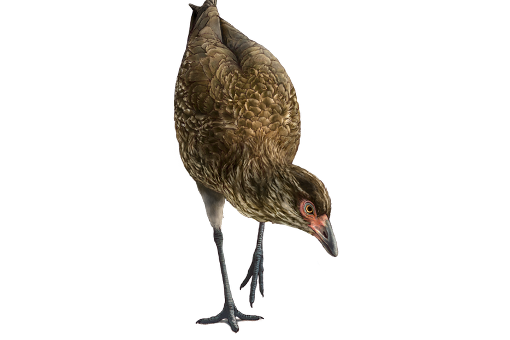Image three.png