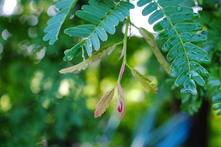 Well-timed actions in plants