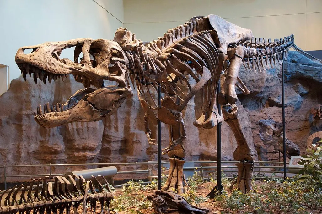 Tyrannosaurus rex