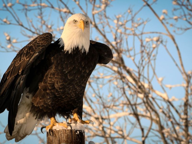 A resolute Bald Eagle Smithsonian Photo Contest Smithsonian Magazine