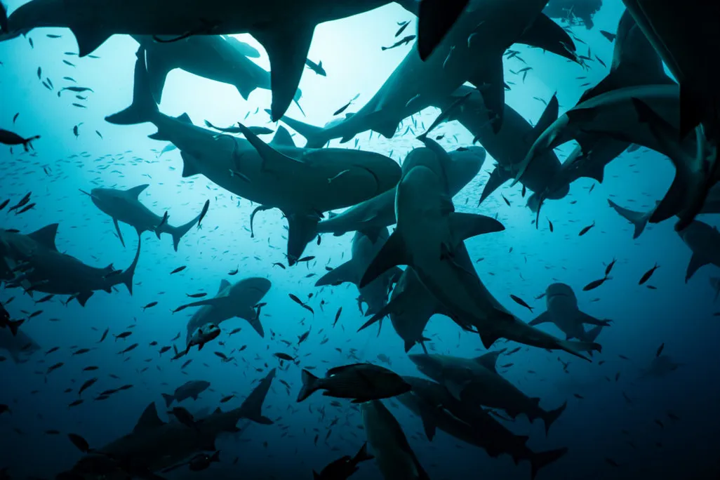 Underwater view of a group of sharks swimming overhead
