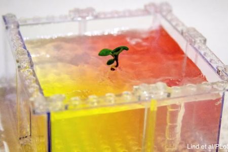 Legos can not only build great castles and towers for play — they could also offer the most affordable way to study plant root growth yet.