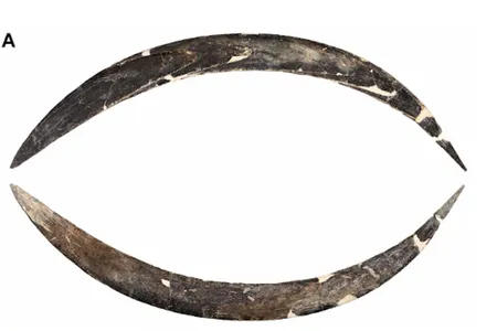 The crescent-shaped boomerang was carved from a mammoth tusk by hunter-gatherers some 40,000 years ago, according to new research.