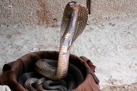 The venomous Indian cobra (Naja naja) is one of the deadliest snakes in the world.