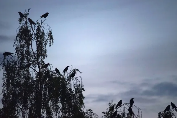 Crows awaiting the night thumbnail