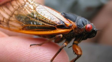 Periodical cicadas, like the one pictured above, have missed a lot of news about insects since they last appeared.