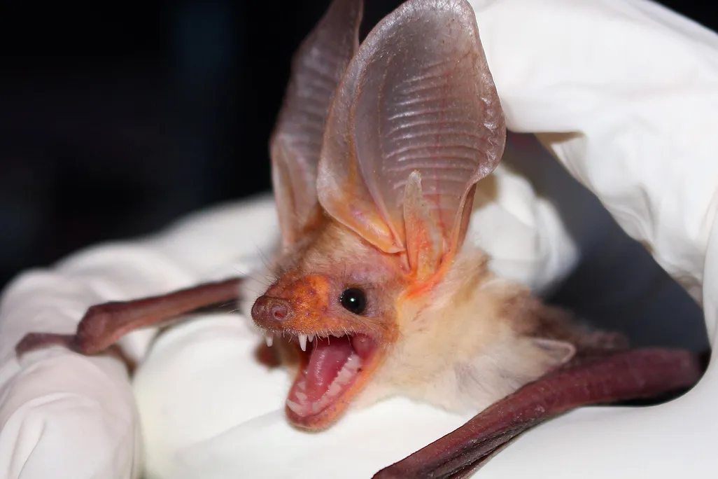 Pallid Bat