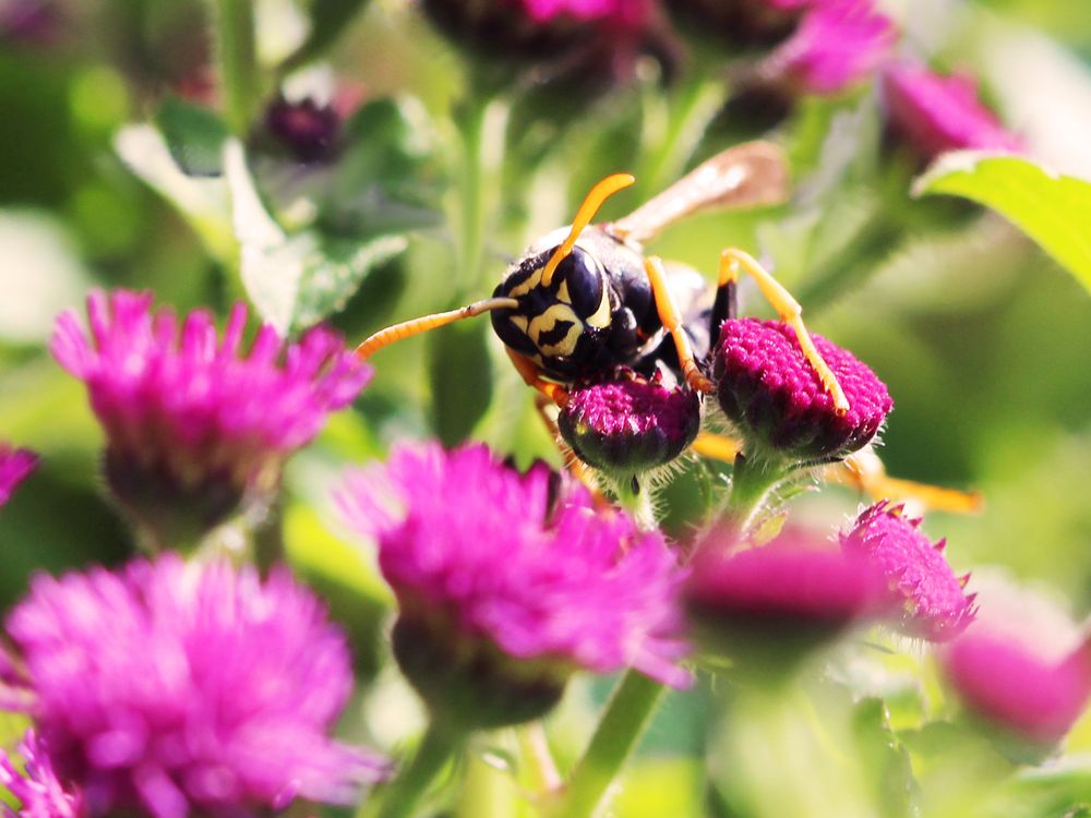 Polistes-dominula-flower.jpg