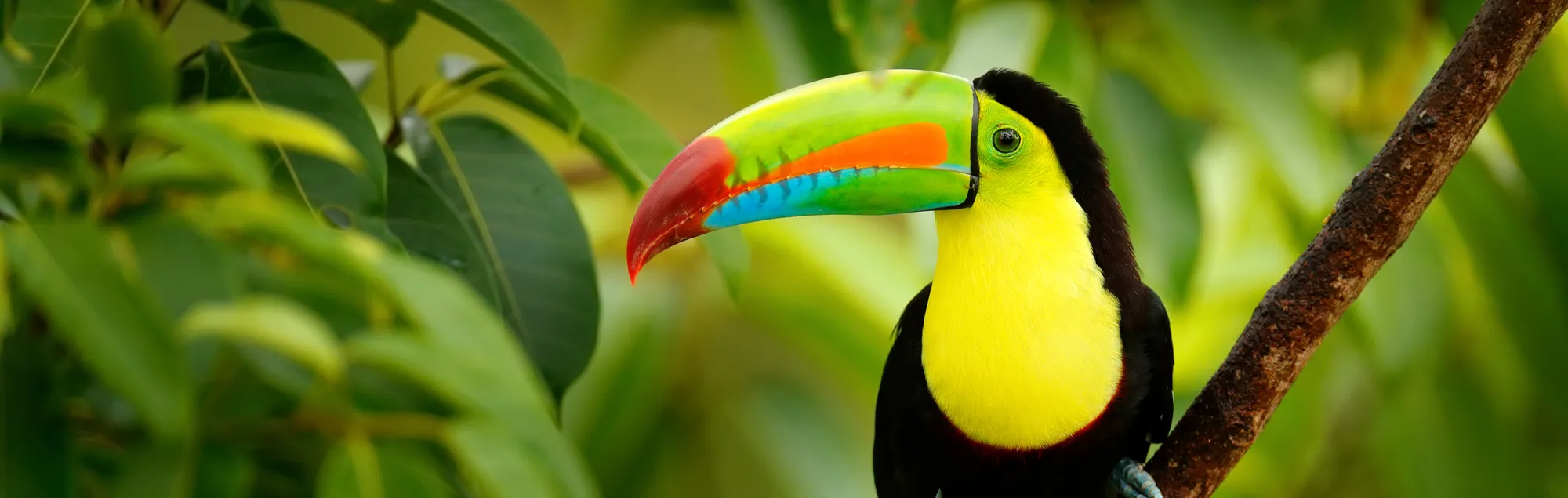 Central America & The Caribbean Footer