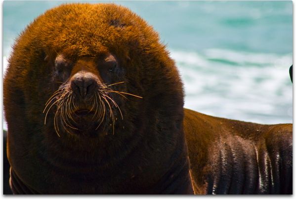 el Rey - Photo not cropped, not photoshoped. Southern Sea Lion thumbnail