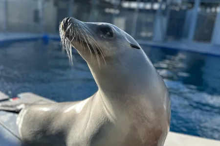 Ronan the California sea lion sits in front of a pool at UC Santa Cruz&rsquo;s Long Marine Laboratory.
