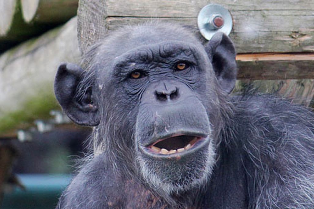 Chimp-memory-631.jpg