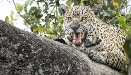 In the World’s Best Place to See Wild Jaguars, Residents Are Using the Big Cat’s Appeal to Reach Conservation Goals