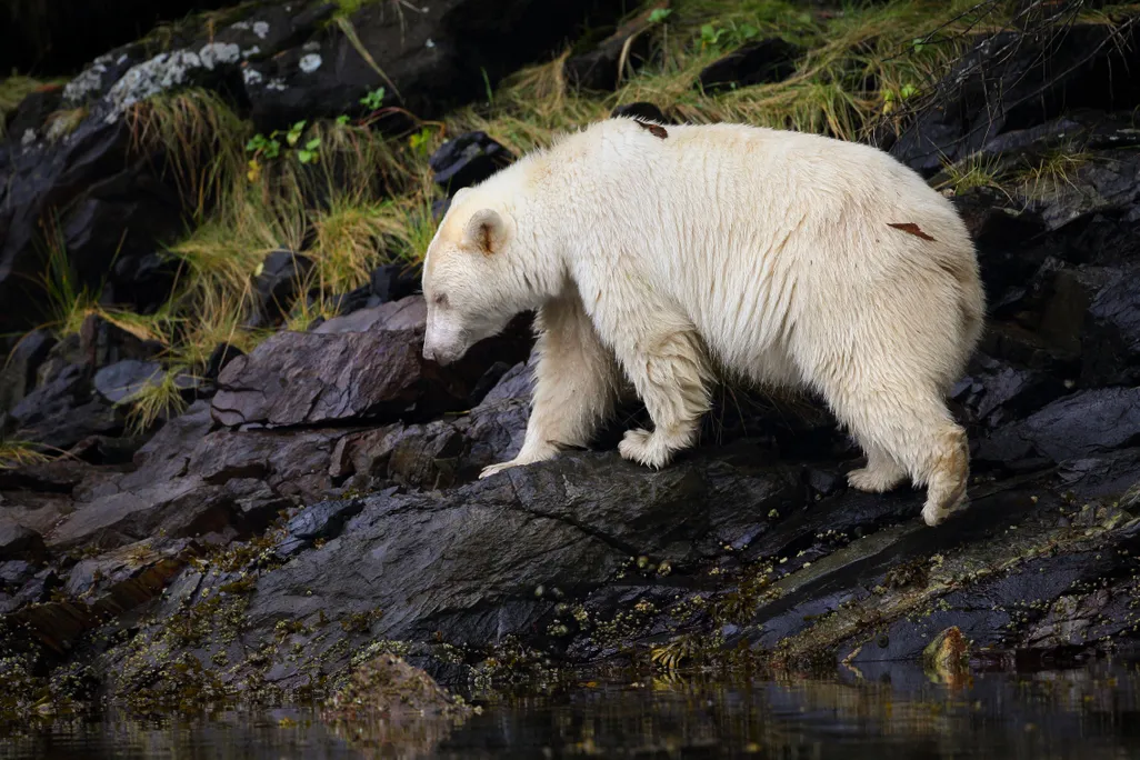 SEP2015_D01_KermodeBears.jpg