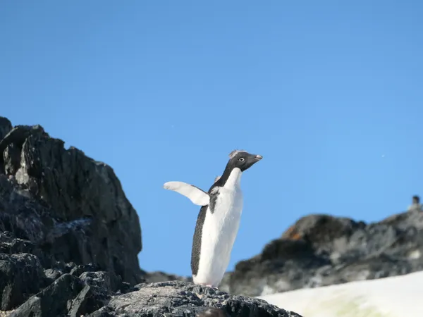 Adolescent Adélie Penguin Stretches Its Wings thumbnail