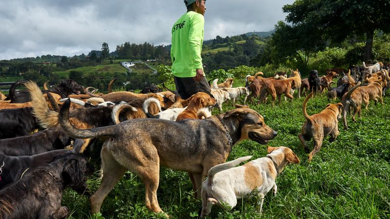 Largest dog sanctuary sale