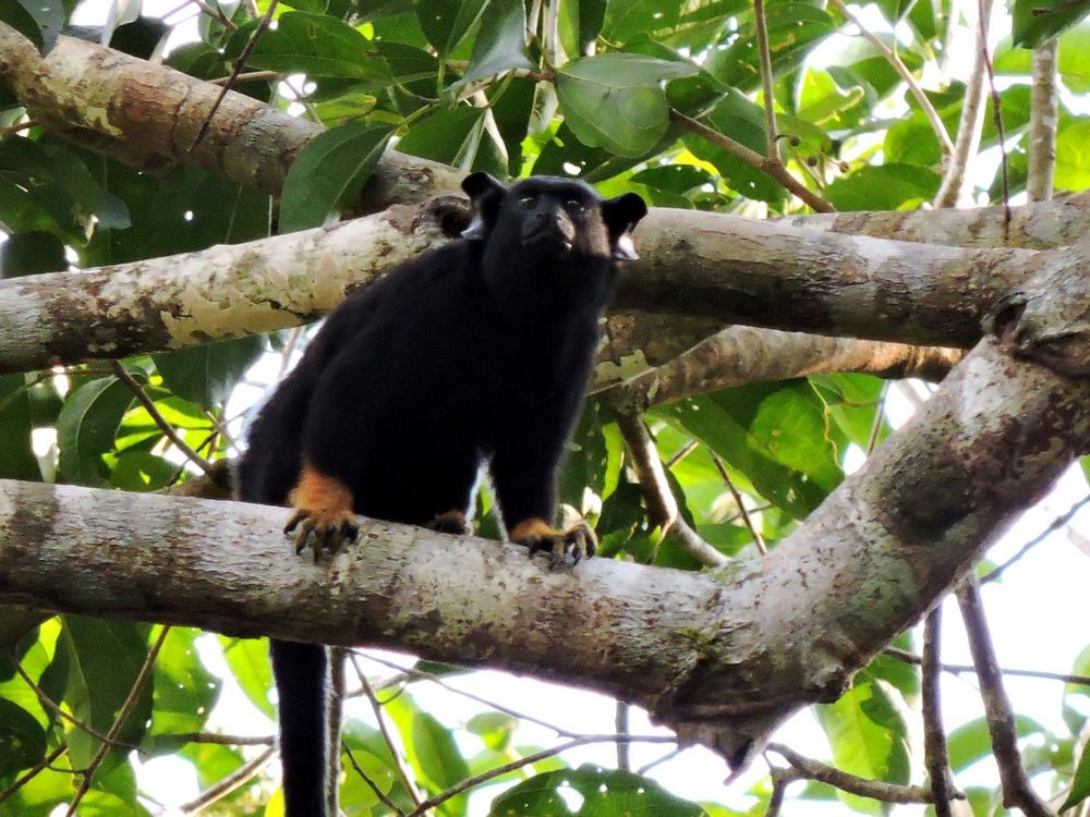 a photograph of a Red-handed tamarin monkey in a tree. The primate has black fur covering most of its body. The primates hands and feet are covered in orange reddish fur. 