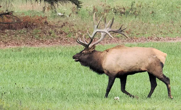 The Bull Elk keeping track of his harem thumbnail