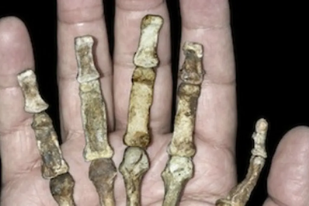 Australopithecus sediba had a hand built for making stone tools
