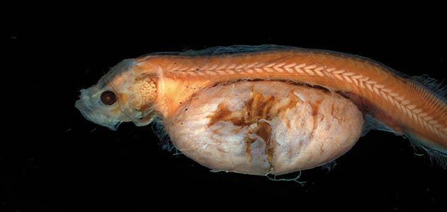 Juvenile tapetail