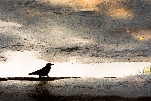 Walk along the puddle thumbnail