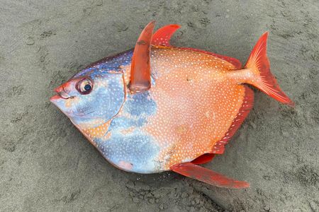 An opah or moonfish that washed up on Sunset Beach in northern Oregon on July 14.