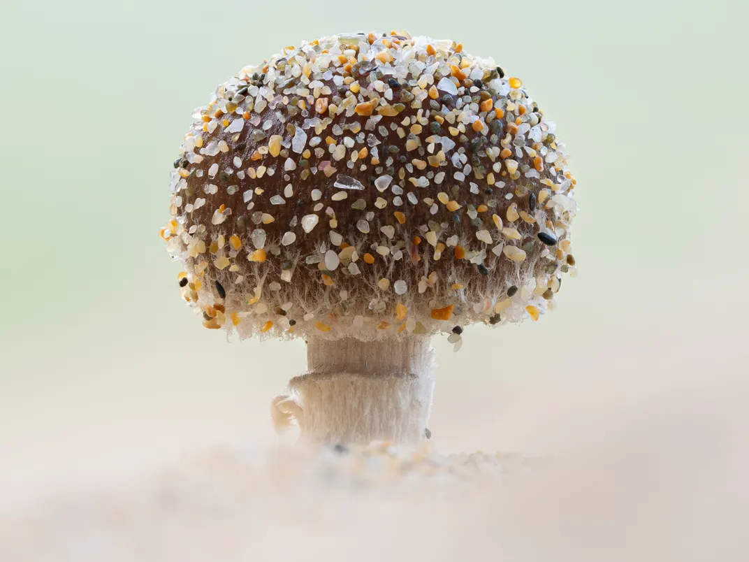 A sandy mushroom