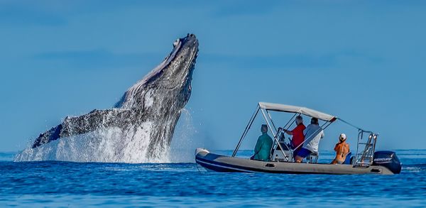 A large Humpback Whale breaches close to a boat in Moorea. thumbnail