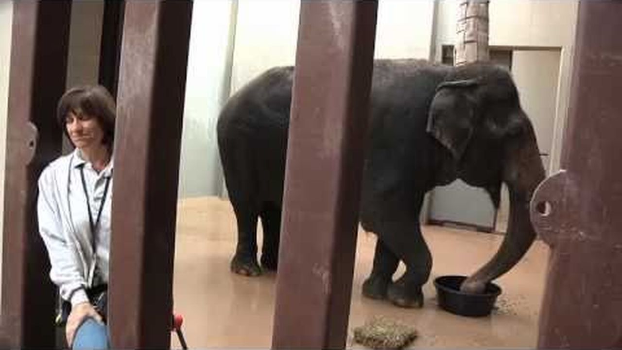 Preview thumbnail for Meet the Elephants of the National Zoo