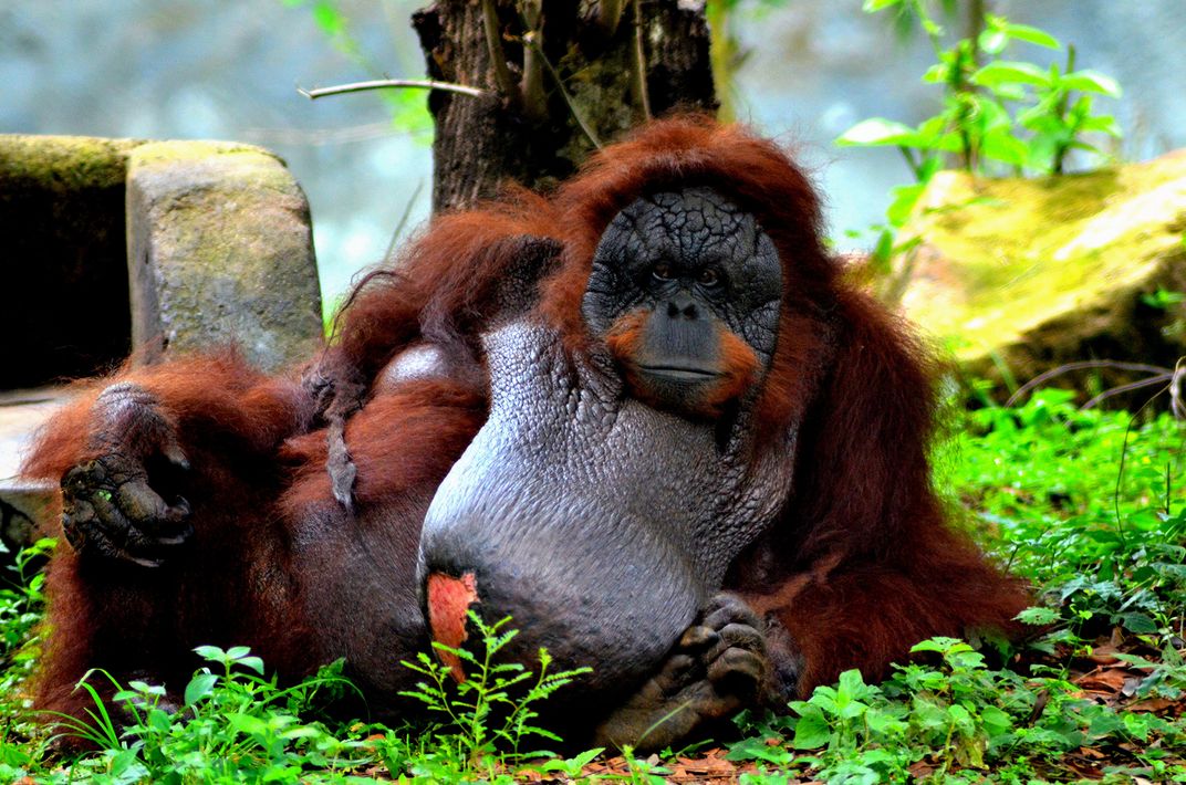 An old orangutan  with a deadly tumor Smithsonian Photo 