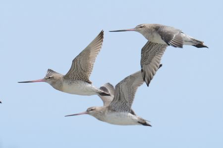 Bar-tailed godwits spend their summers in the Arctic, where they breed and build up their energy reserves before flying south for the winter.