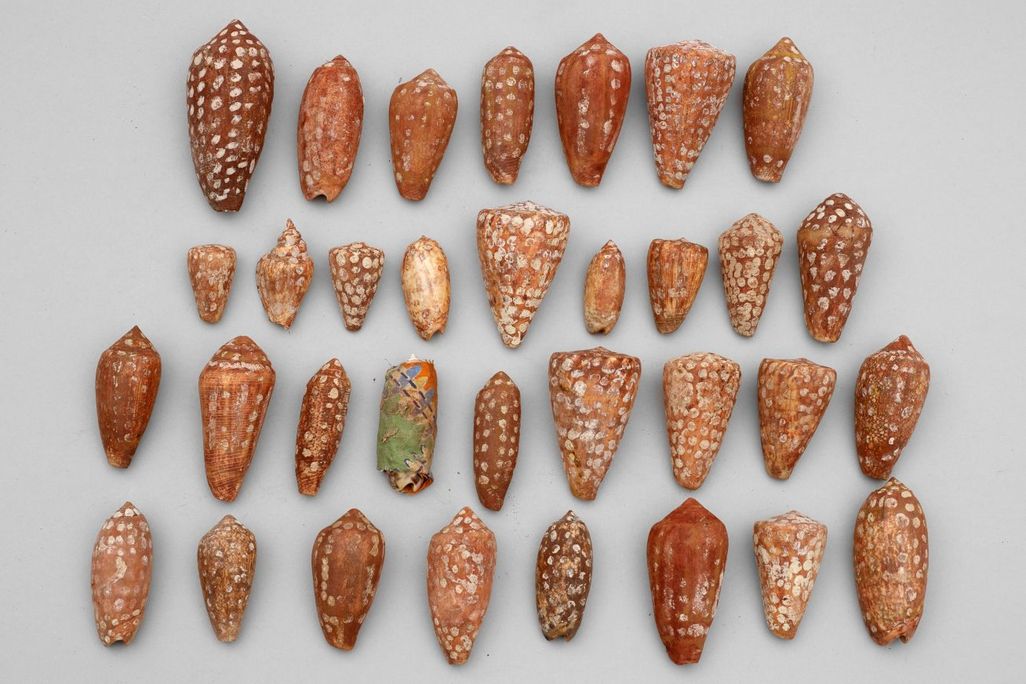 Shell dolls