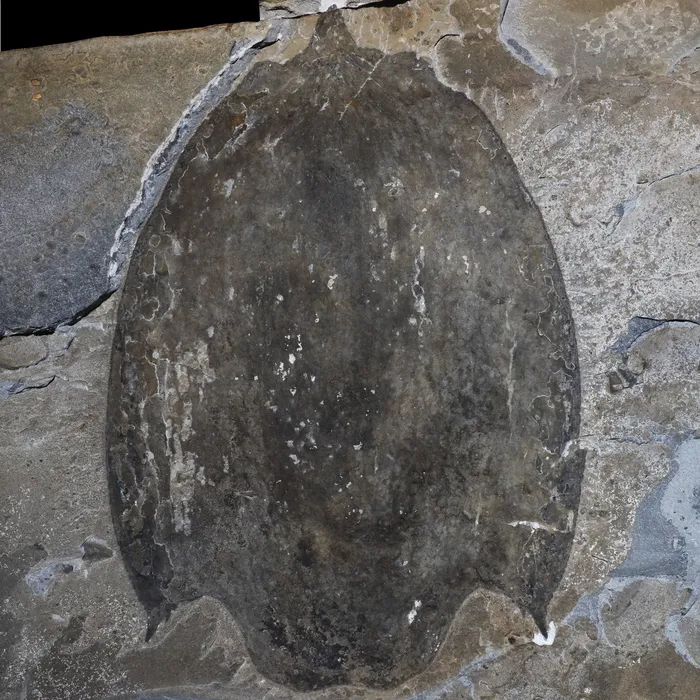 The fossil slab of Titanokorys gainesi's carapace