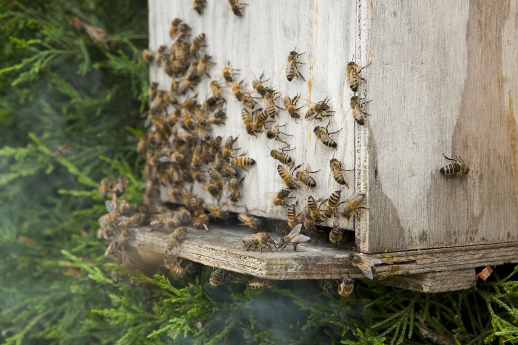 bees