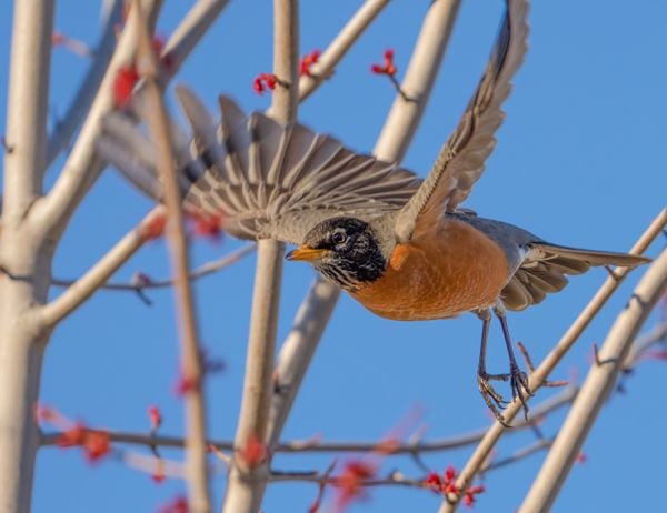 An American Robin takes to wing thumbnail