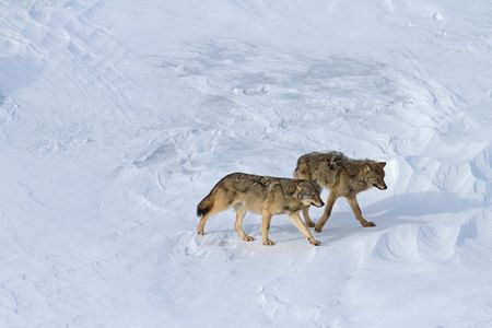 Two of the last remaining wolves on Isle Royale