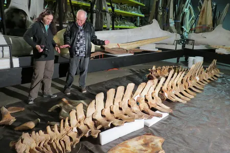 NOAA geneticist Patricia Rosel and Smithsonian marine mammal collection manager John Ososky examine the Rice’s whale skeleton at the Smithsonian whale warehouse in Maryland.