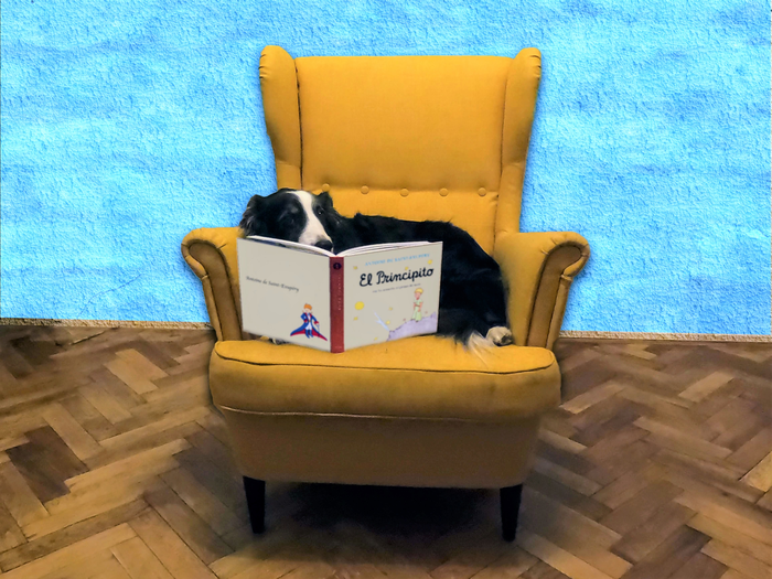 An artist's photo illustration of a dog in a big yellow chair looking at a Spanish version of the book The Little Prince