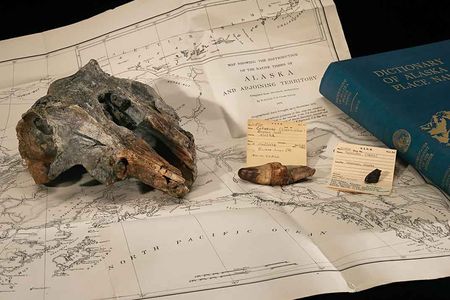 The fossil Arktocara yakataga (resting on an 1875 ethnographic map of Alaska) belonged to a dolphin that swam in subarctic marine waters around 25 million years ago.
