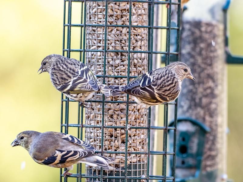 Three pine siskins sit on a green wire birdfeeder filled with seeds