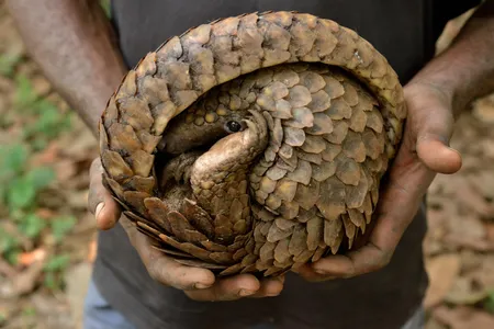 Pangolins are prized for their meat and their scales, which are used in traditional Chinese medicine.