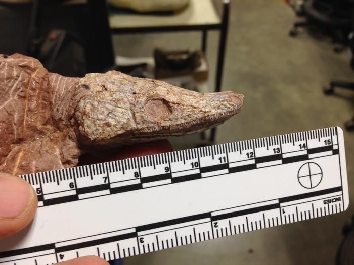 a fossil skull next to a ruler measuring several centimeters long