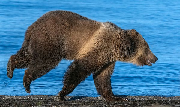 Grizzly Running Along Lake Shore thumbnail