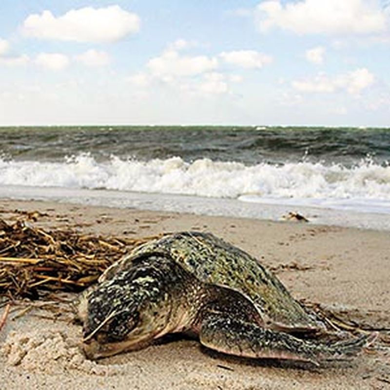 Saving the World's Most Endangered Sea Turtle | Science