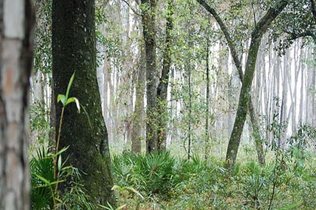Okefenokee Swamp